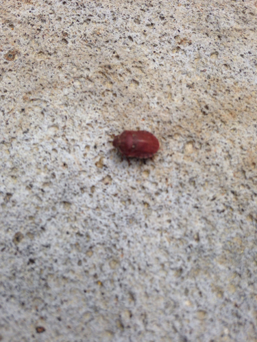 iNaturalist observation photo of Eurygaster