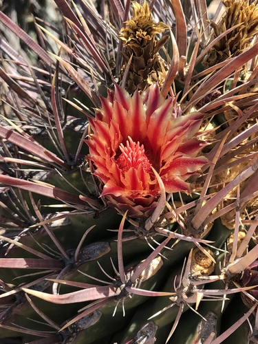 Ferocactus peninsulae