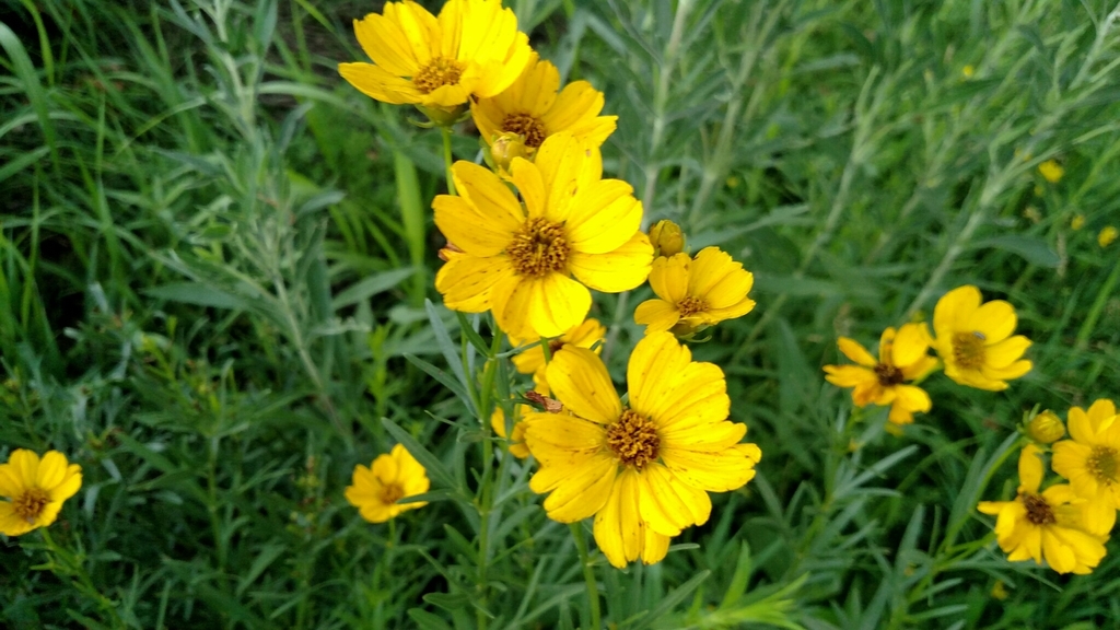 Prairie Coreopsis from 1516 Old Portland Rd, Van Meter, IA 50261, USA ...