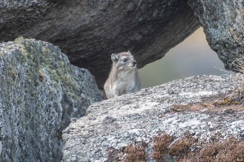 Bush Hyrax