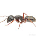 Western Carpenter Ant - Photo (c) Steven Wang, all rights reserved, uploaded by Steven Wang