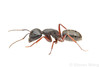 Western Black Carpenter Ant - Photo (c) Steven Wang, all rights reserved, uploaded by Steven Wang
