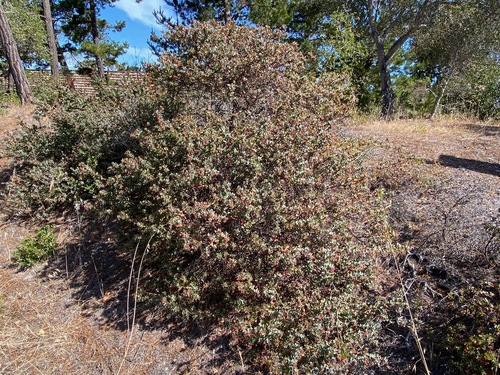 Paradise Manzanita fruiting
