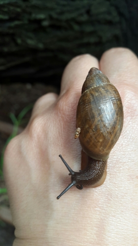 Euglandina vanuxemensis