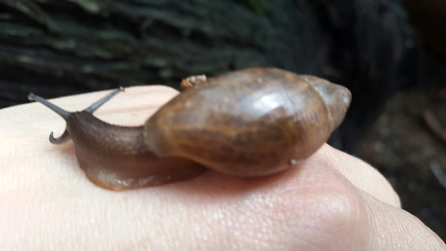 Euglandina vanuxemensis