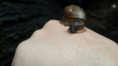Euglandina vanuxemensis