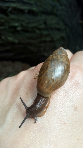 Euglandina vanuxemensis