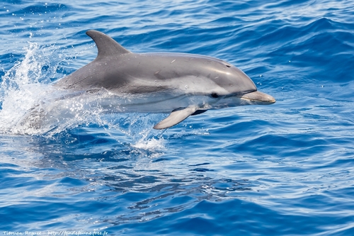 Striped Dolphin