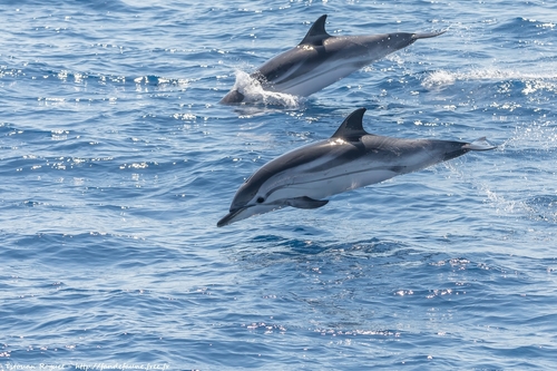 Striped Dolphin