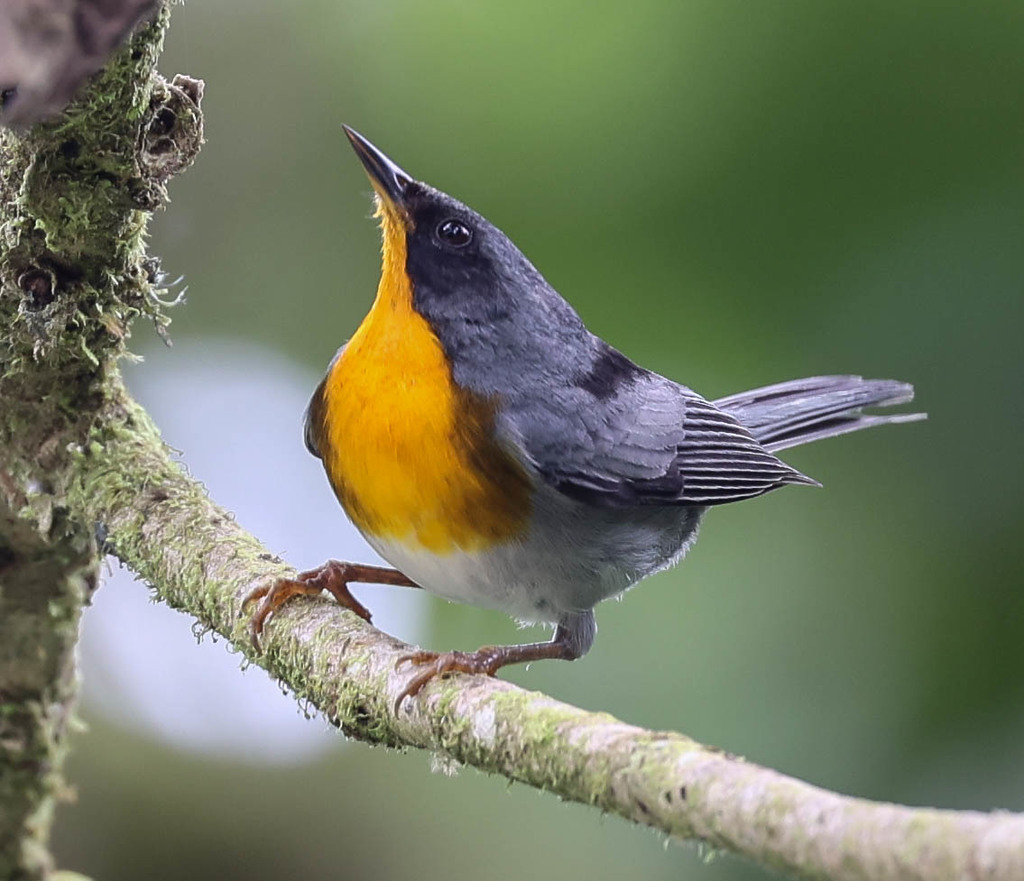 Flame-throated Warbler (Oreothlypis gutturalis) · iNaturalist