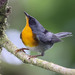 Flame-throated Warbler - Photo (c) Thomas A. Driscoll, all rights reserved, uploaded by Thomas A. Driscoll