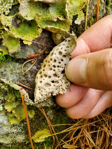 Common Toadskin Lichen