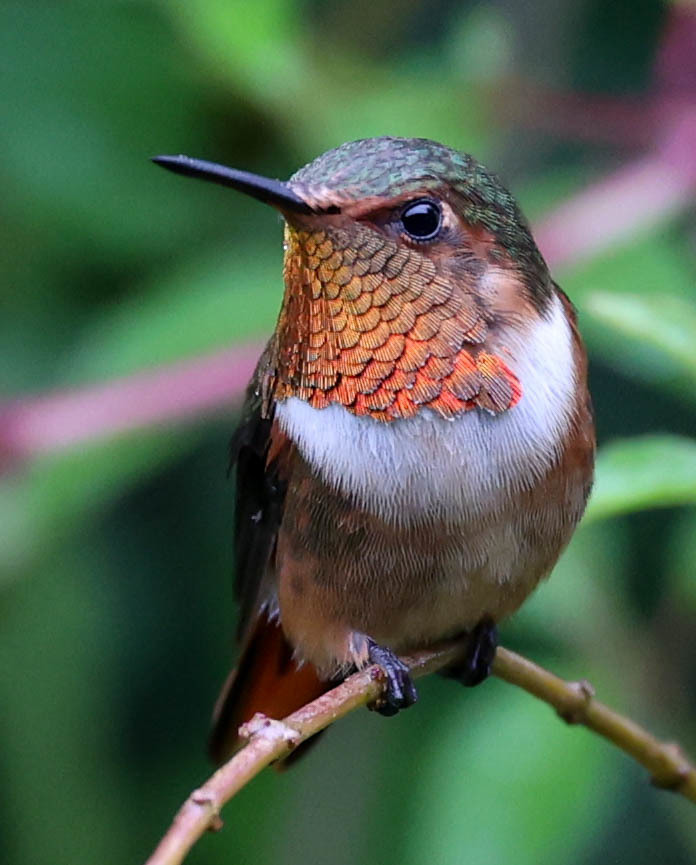 Scintillant Hummingbird photo