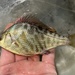 Tule Perch - Photo (c) prickly_sculpin, all rights reserved, uploaded by prickly_sculpin