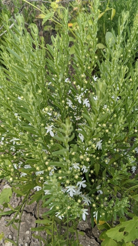 Teucrium integrifolium