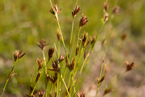 Curtiss' beaksedge (Rhynchospora curtissii)