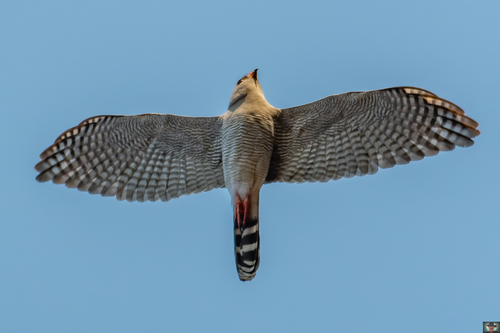 Gabar Goshawk