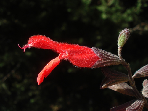 Cardinal Sage | Native Nature