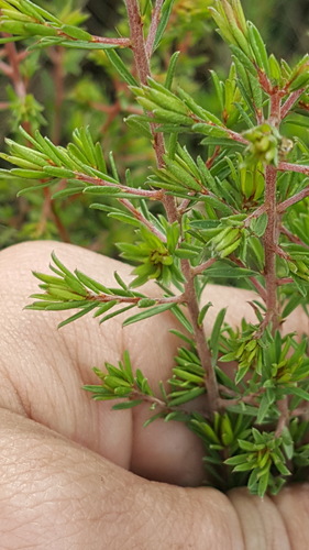 walcha bush-pea (Pultenaea campbellii)