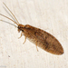 Brown Lacewings - Photo (c) Valter Jacinto, all rights reserved