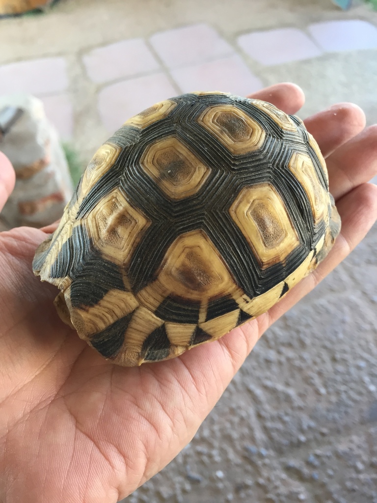 Angulate Tortoise from Запад Кост DC, Южная Африка on August 28, 2017 ...