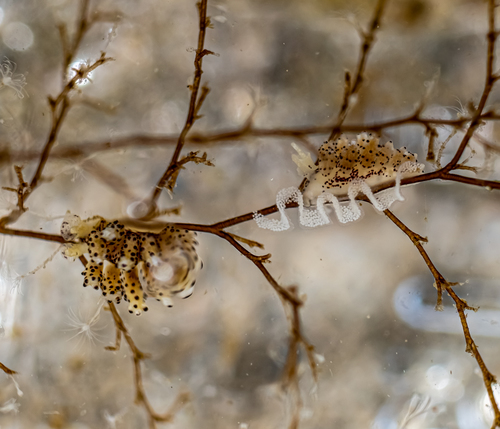 Crowned Seaslug