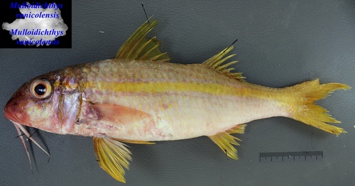 Yellowfin Goatfish