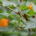 Rubus spectabilis spectabilis - Photo (c) Joan Septembre, כל הזכויות שמורות, הועלה על ידי Joan Septembre