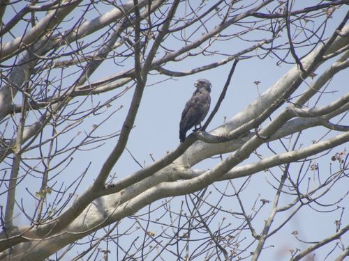 Western Banded Snake-Eagle
