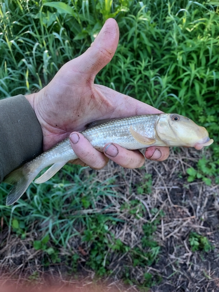 Northern Hog Sucker From Holt Township Mn Usa On June At Am By Aaron Ludwig