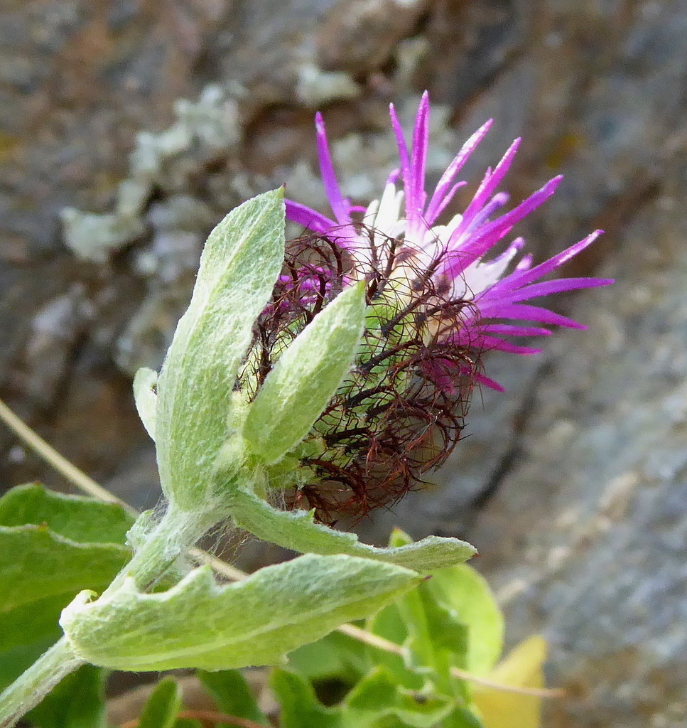 Pectinate Knapweed (Centaurea pectinata) · iNaturalist