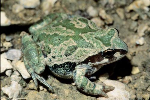 Strecker's Chorus Frog
