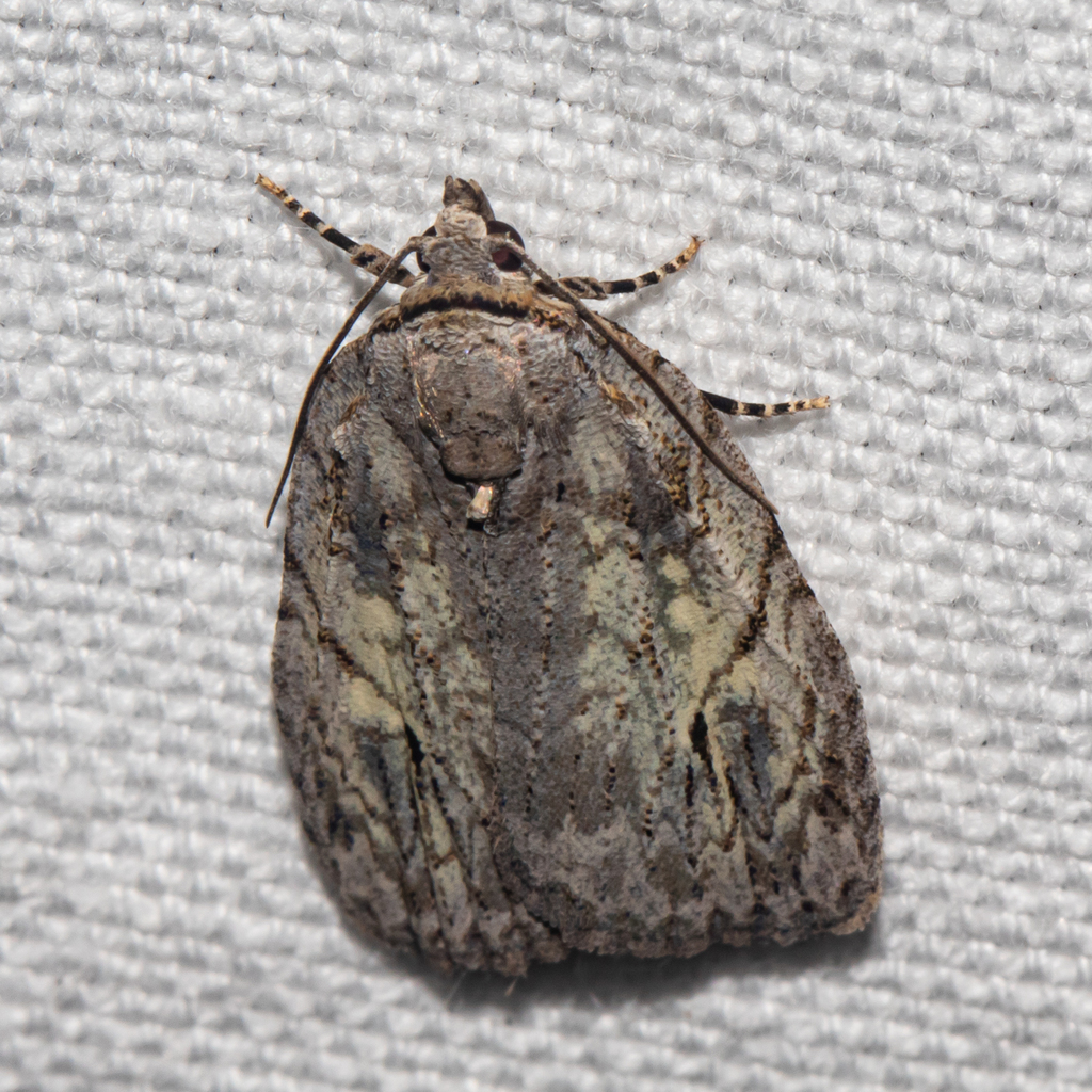 White-blotched Balsa Moth from Patuxent Research Refuge, Anne Arundel ...