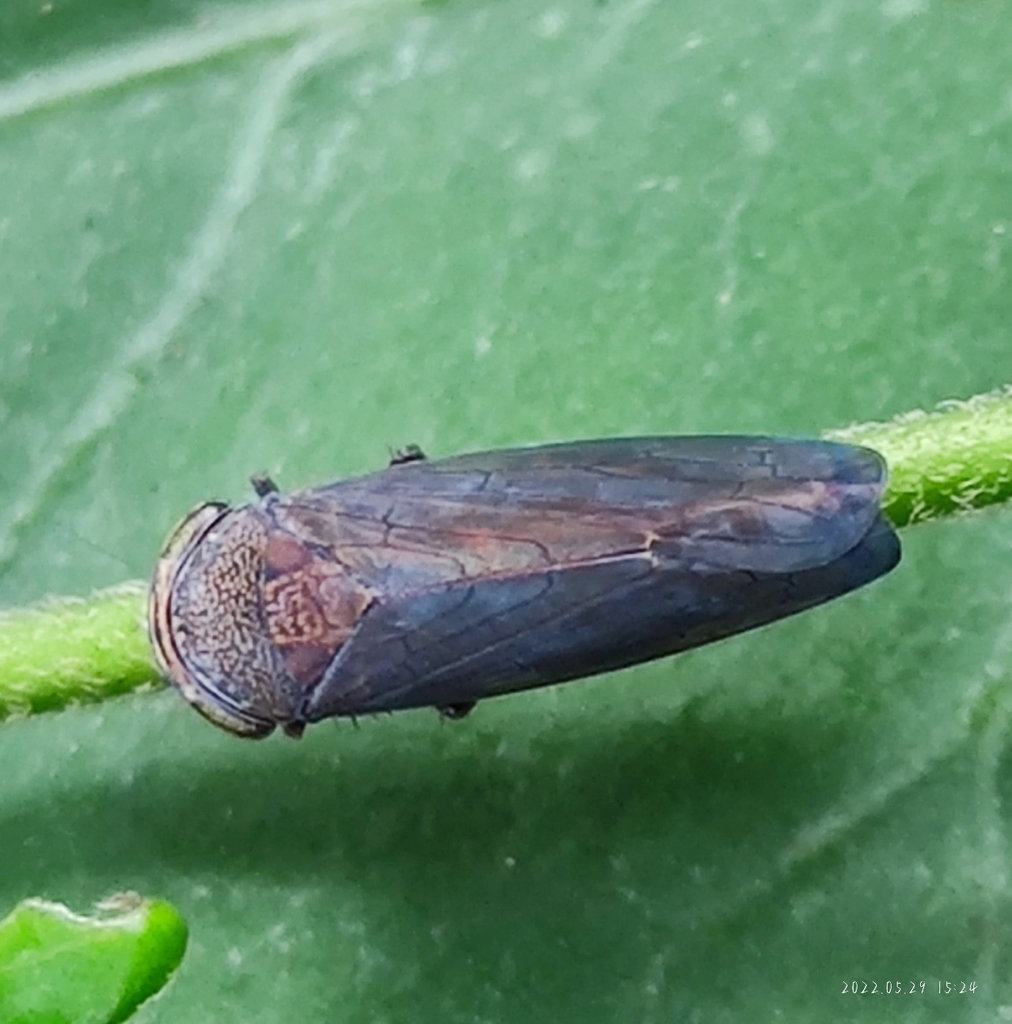 Tartessus ferrugineus in May 2022 by 九天 · iNaturalist