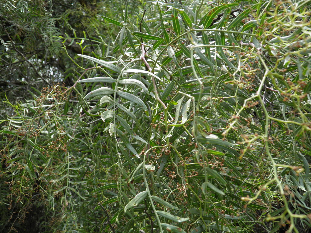 Peruvian Pepper Tree from Santa Fe, Zedec Sta Fé, Ciudad de México ...