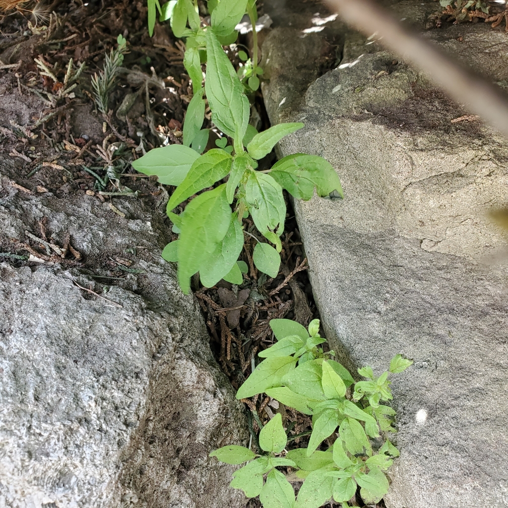 Pennsylvania pellitory from Dixie Rd At Primate Rd, Mississauga, ON L4Y ...