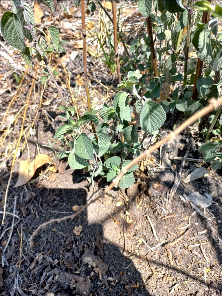 wild-sage-from-santa-fe-zedec-sta-f-ciudad-de-m-xico-cdmx-m-xico