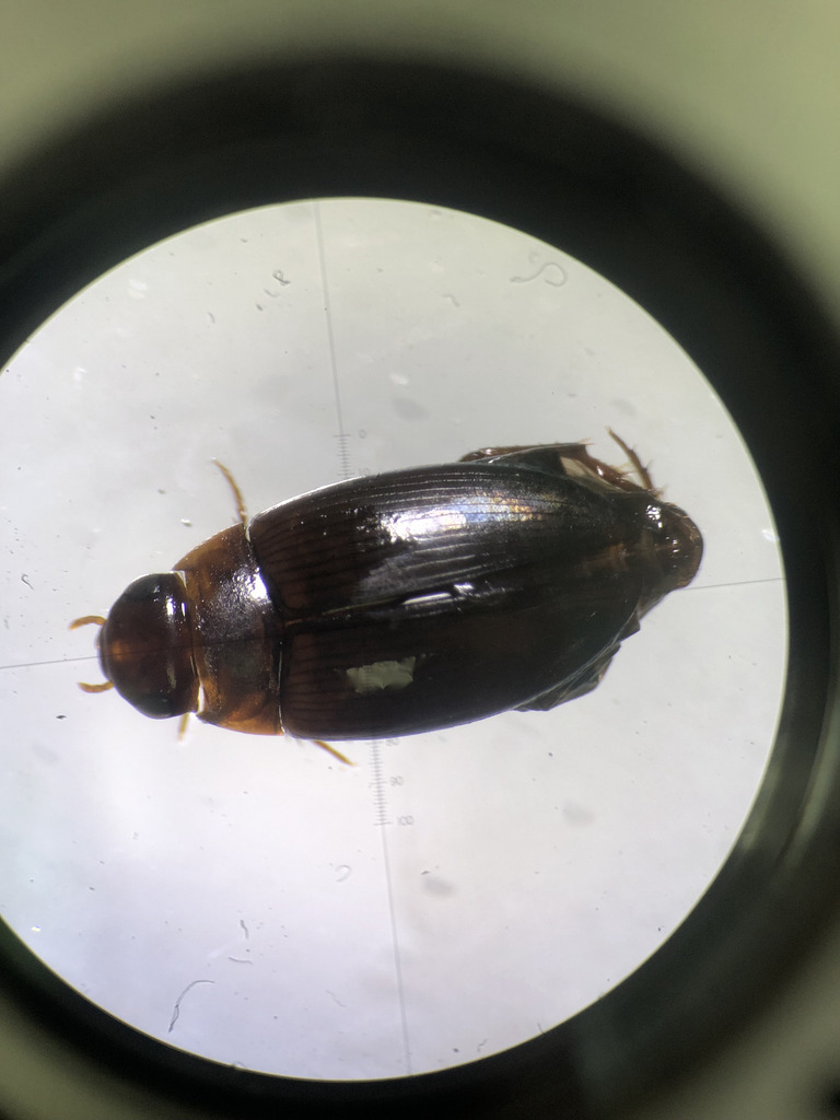 Copelatus from 8JG3+732, Orellana, Ecuador on September 01, 2017 at 03