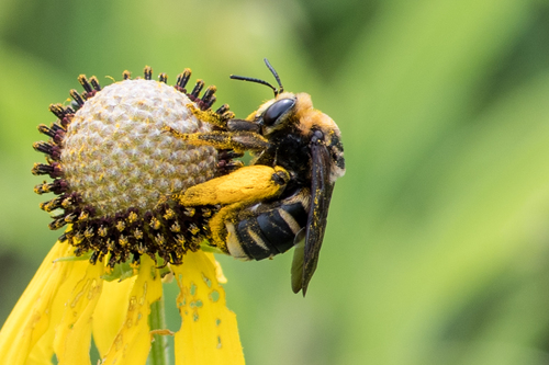 Native Bees of Indiana (non-exhaustive) · iNaturalist