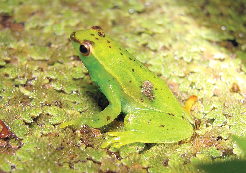 Caramaschi's Hatchet-faced Tree Frog