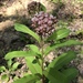 Asclepias amplexicaulis × syriaca - Photo (c) emilyuhlman, all rights reserved