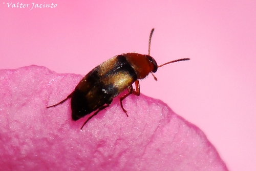 Genus Anaspis · iNaturalist