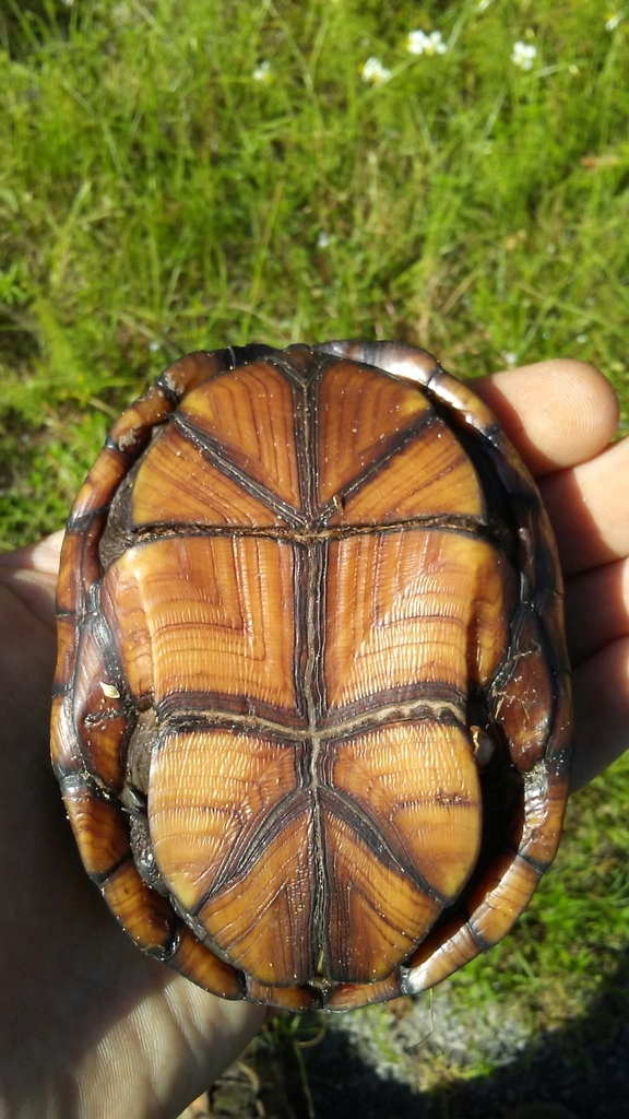 Eastern Mud Turtle from 820 Ruth Petty Chesser Rd, Folkston, GA 31537 ...