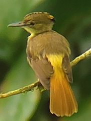 Onychorhynchus coronatus image