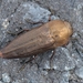 Sphenoptera - Photo (c) Valter Jacinto，保留所有權利