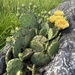 Eastern Pricklypear - Photo (c) Silas Hernandez, all rights reserved, uploaded by Silas Hernandez