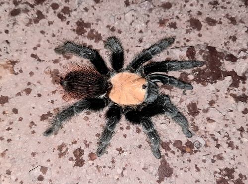Golden Redrump Tarantula