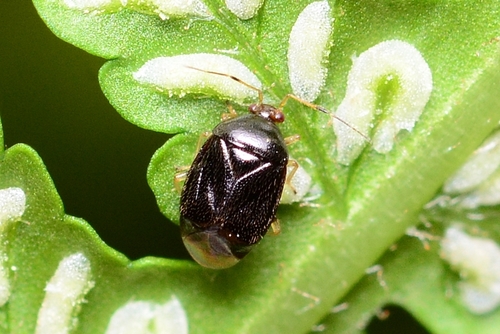 Fern mirid