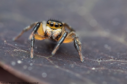 Euophrys sulphurea