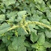 Amaranthus - Photo (c) kitsteiner，保留所有權利